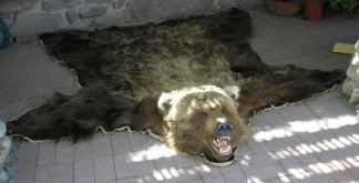 bearsmall